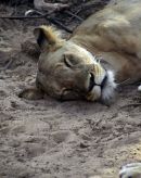 Do not disturb